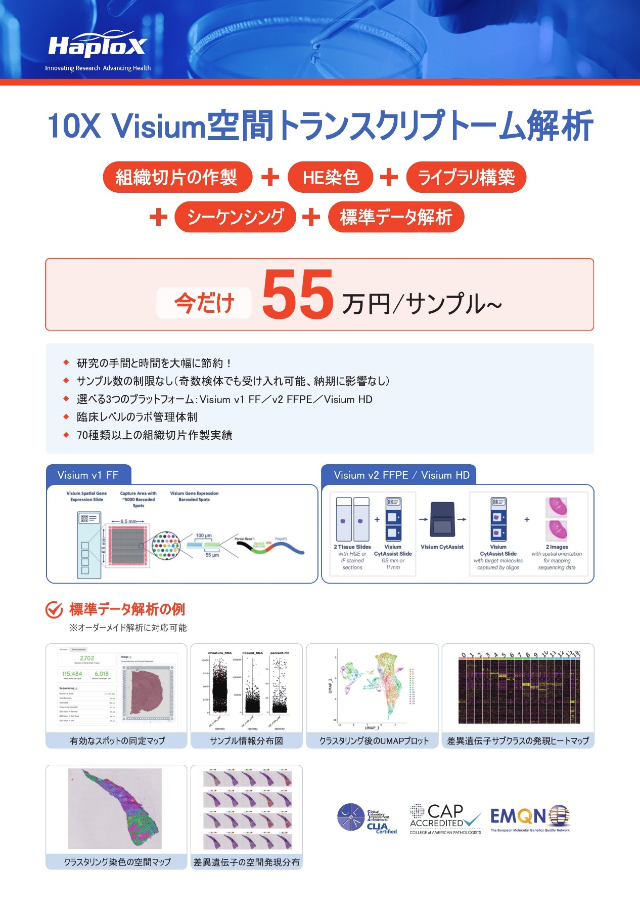 10X Visium 空間トランスクリプトーム解析